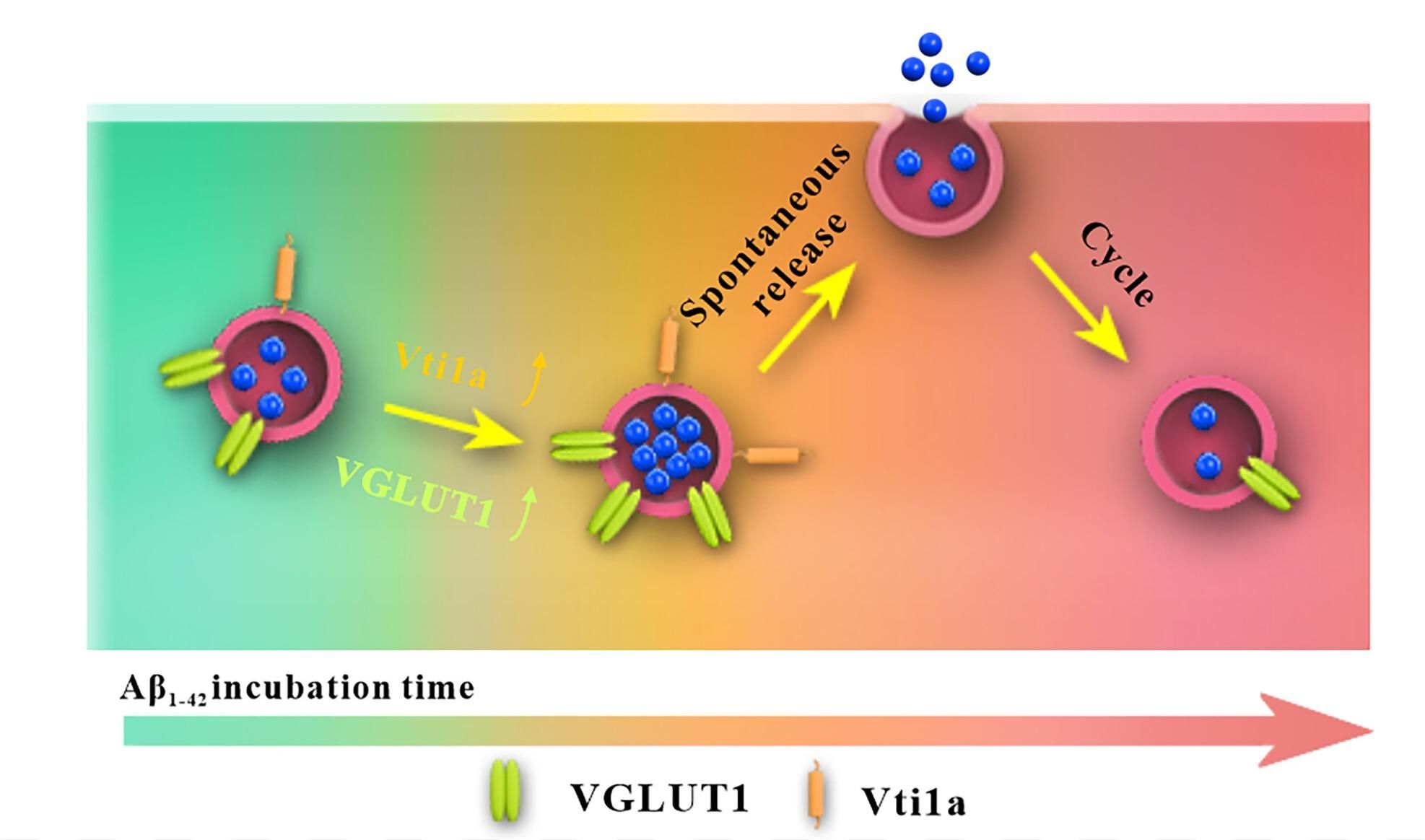 <a href='https://huanglab.whu.edu.cn/info/1008/2657.htm' target='_blank'><h4>Nanoelectrochemistry reveals how soluble Aβ42 oligomers  alter vesicular storage and release of glutamate</h4> <p>Abstract: Glutamate (Glu) is the major excitatory transmitter in the nervous system. Impairment of its vesicular release by β-amyloid (Aβ) oligomers is thought to participate in pathological processes leading to Alzheimer’s disease. However, it remains unclear whether soluble Aβ42 oligomers affect intravesicular amounts of Glu or their release in the brain, or both. Measurements made in this work ...</p></a>