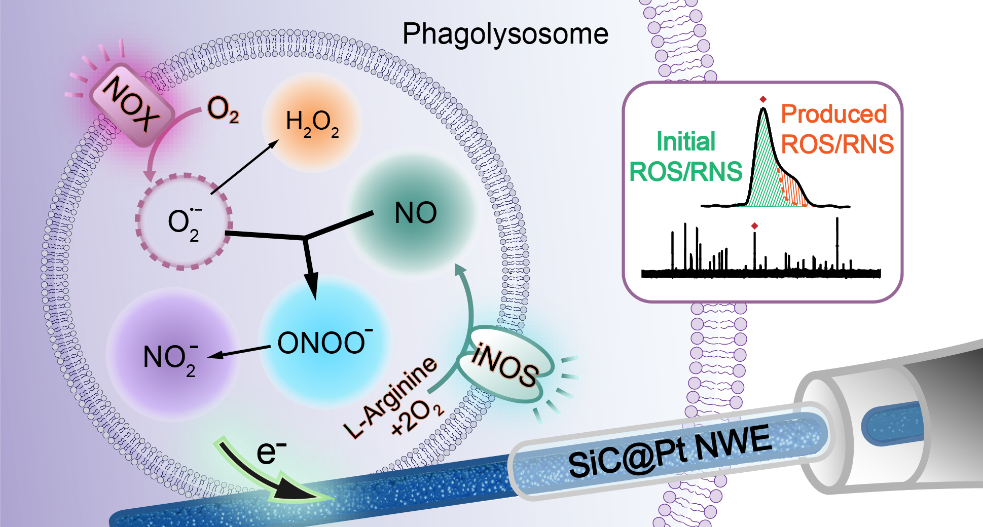 <a href='http://huanglab.whu.edu.cn/info/1032/1642.htm' target='_blank'><h4>Homeostasis inside Single Activated Phagolysosomes: Quantitative and Selective Measurements of Submillisecond Dynamics of Reactive Oxygen and Nitrogen Species Production with a Nanoelectrochemical Sensor</h4> <p>ABSTRACT: Reactive oxygen and nitrogen species (ROS/RNS) are generated by macrophages inside their phagolysosomes. This production is essential for phagocytosis of damaged cells and pathogens, i.e., protecting the organism and maintaining immune homeostasis. The ability to quantitatively and individually monitor the four primary ROS/RNS (ONOO–, H2O2, NO, and NO2–) with submillisecond resolution is clearly warranted to elucidate the still unclear mechanisms of their rapid generation and to track their concentration variations over time inside phagolysosomes, in particular, to document the origin of ROS/RNS homeostasis during phagocytosis. A novel nanowire electrode has been specifically developed for this purpose. It consisted of wrapping a SiC nanowire with a mat of 3 nm platinum nanoparticles whose high electrocatalytic performances allow the characterization and individual measurements of each of the four primary ROS/RNS.</p></a>
